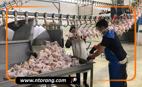 صادرات مرغ به ۸ هزار تن رسید